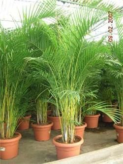 Palmeira Areca Bambu